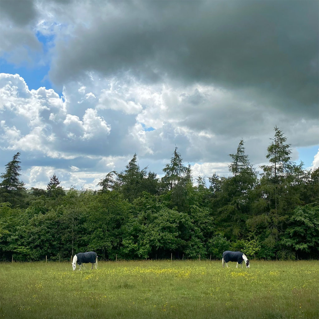 Equine reflections Square - Picture of two horses facing aware from each other in a field - photo by gavstretchy