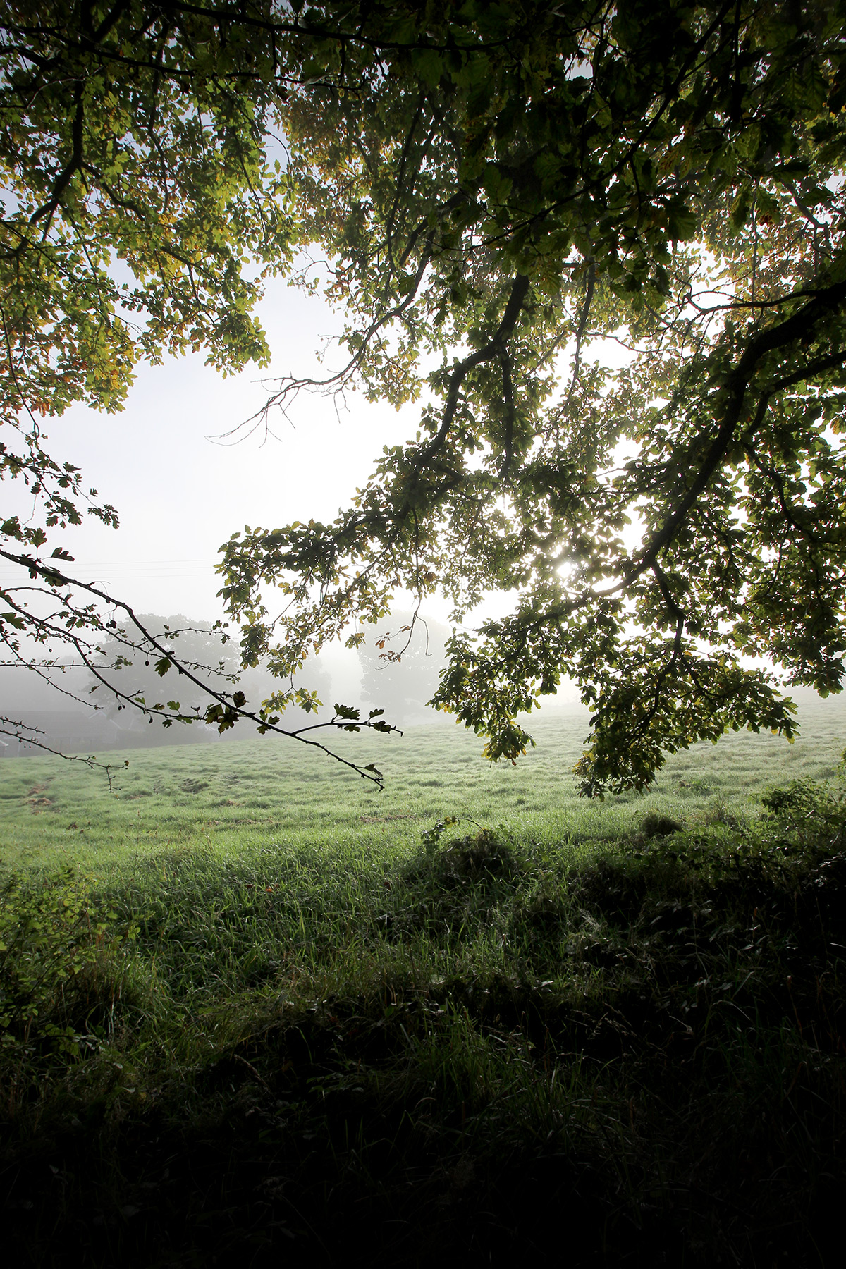 Misty Oak Shade - View of a misty field from the shade of an oak tree - photo by gavstretchy