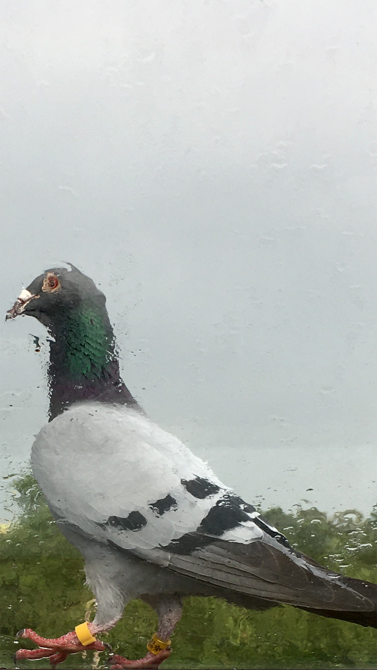 Pigeon through rainy window - Picture of a racing pigeon sat on a rainy window - photo by gavstretchy