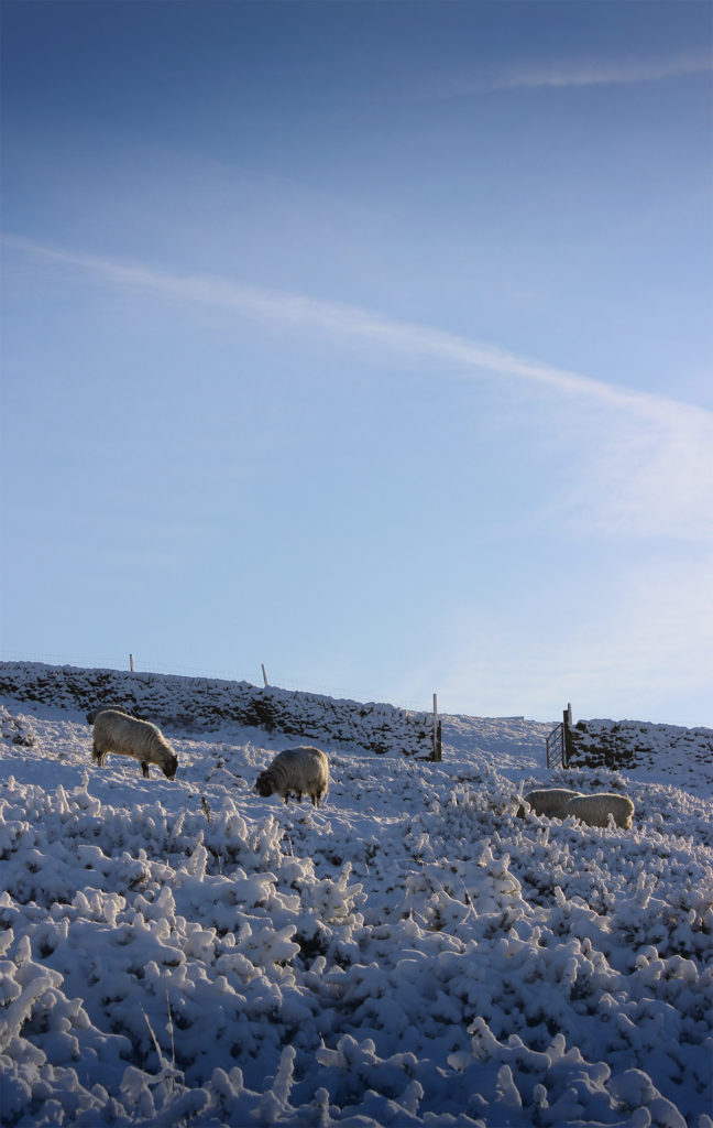 Sheep in Snow by gavstretchy