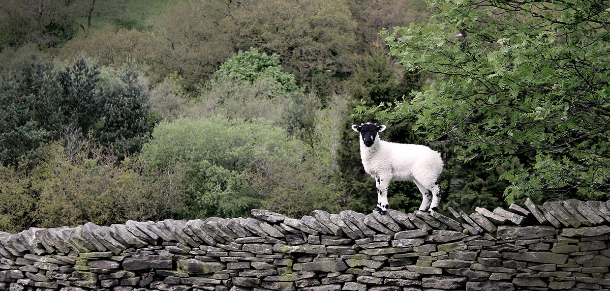Sheep on a wall photo by Gavin Stretch