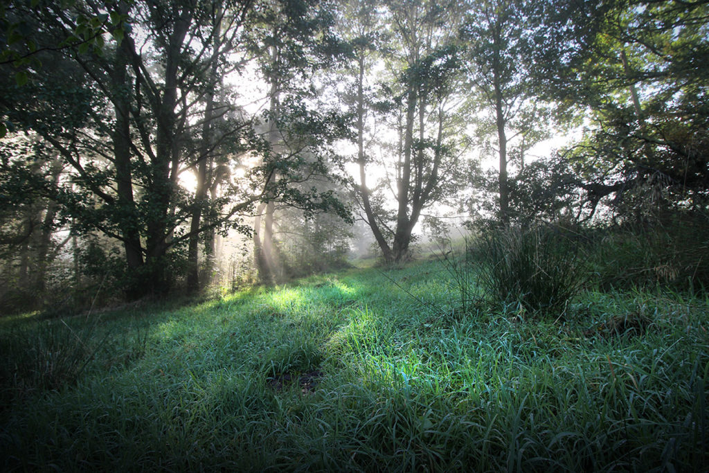 Sun Rays Wood - Photo of sun rays through the woods - photo by gavstretchy