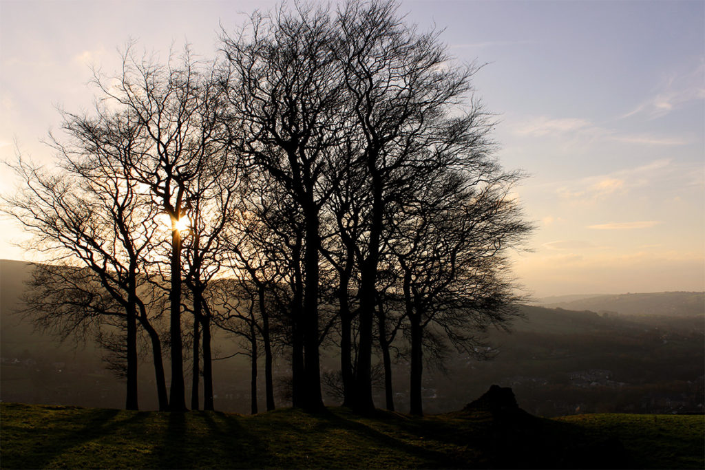 Twenty Misty Trees photo by gavstretchy