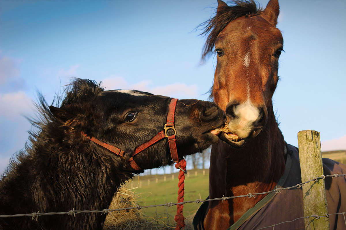 Two chomping horses - Photo of two friendly horses chomping hay - photo by gavstretchy